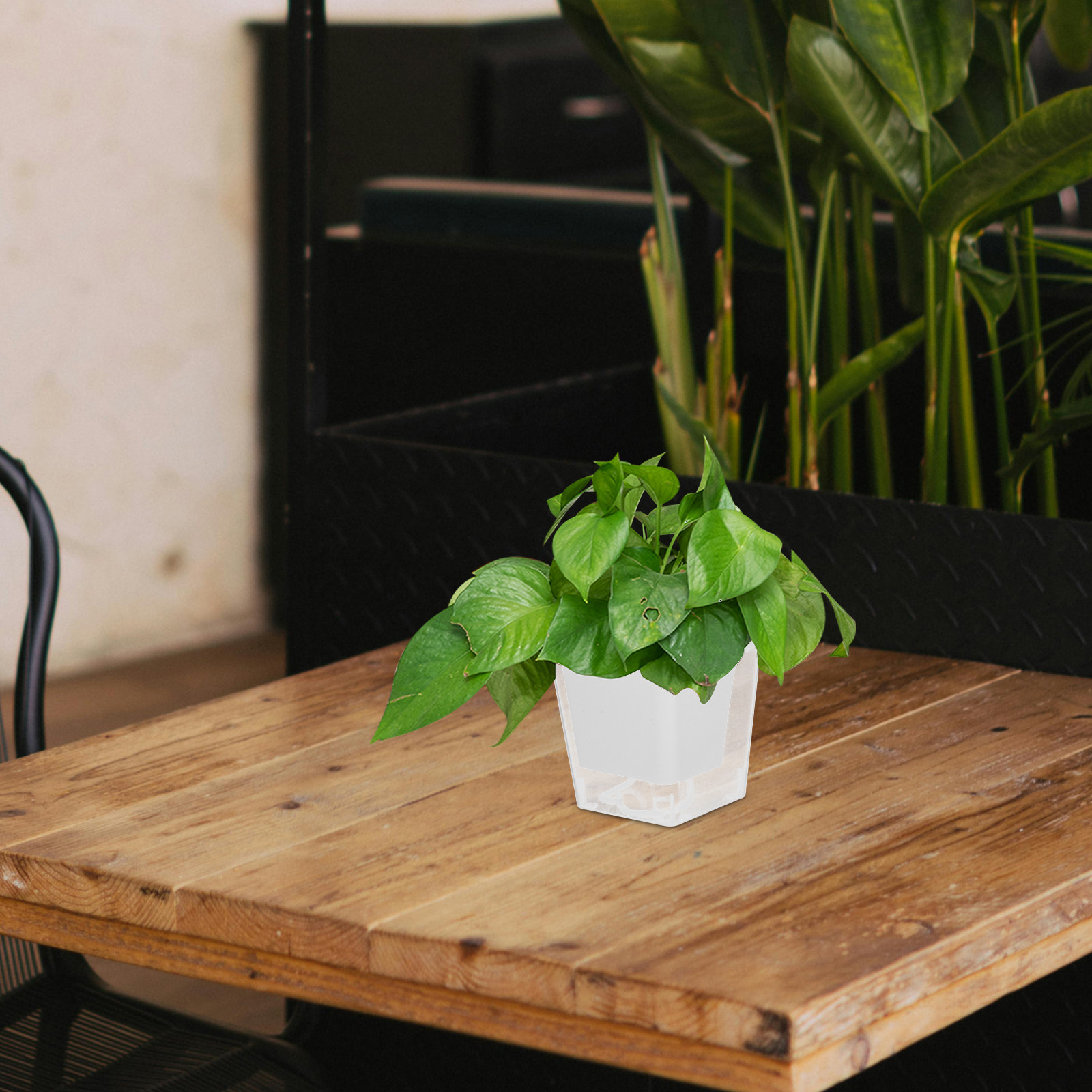 Kompakter Balkon-Pflanztopf, s – Self-Watering Planter Bewertung und Preis