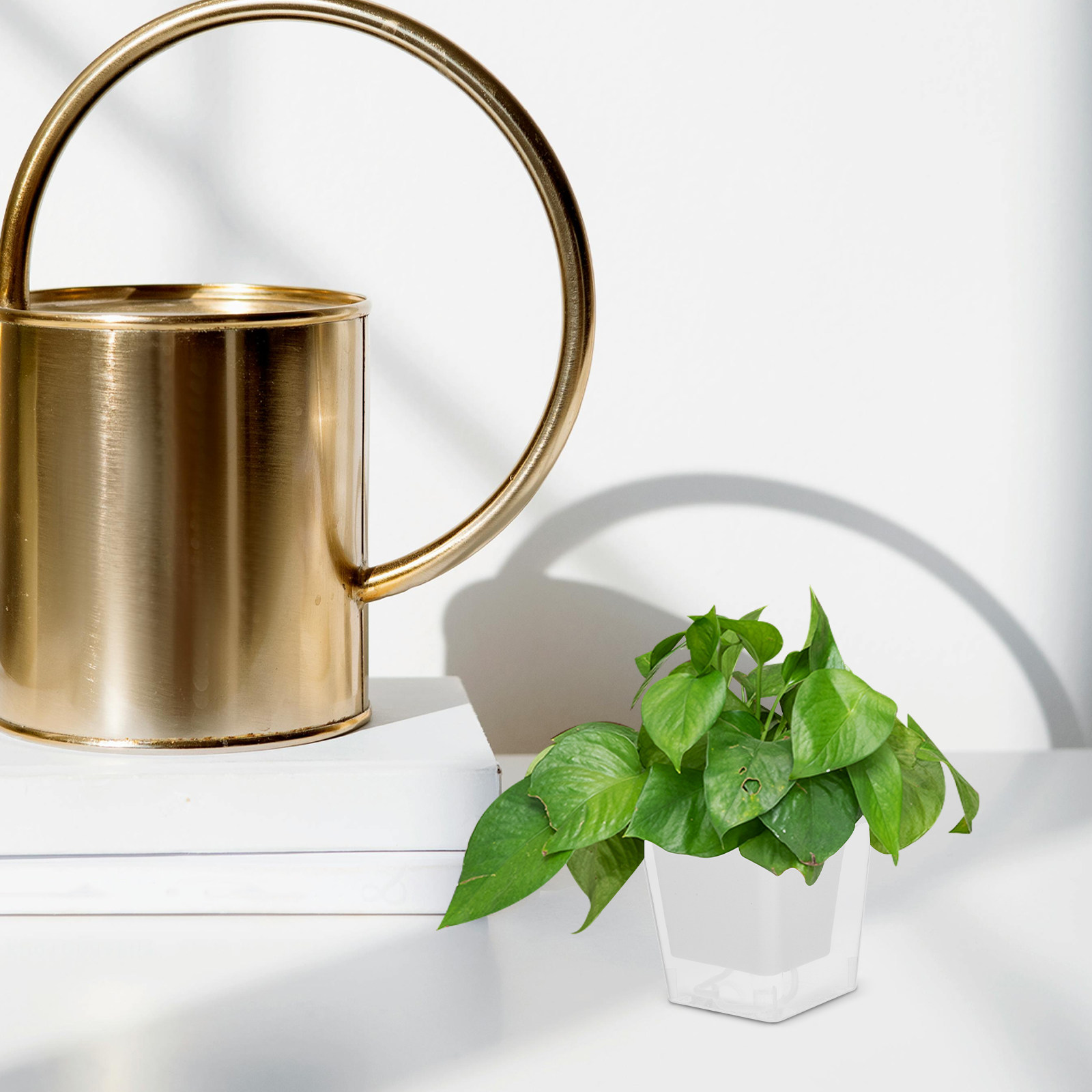 Kompakter Balkon-Pflanztopf, s – Self-Watering Planter Bewertung und Preis